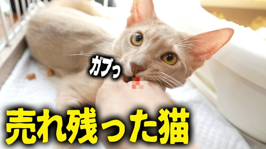 凶暴過ぎてペットショップで売れ残った猫を迎えます。 凶暴過ぎてペットショップで売れ残った猫を迎えます。