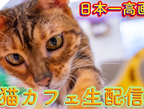 #166 日本一高画質猫カフェ生配信(自称) Virtual catcafe tour