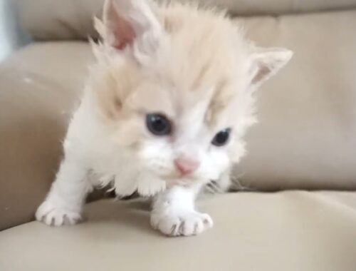 セルカークレックス子猫　2024.2.3産まれ 　クリーム＆ホワイト　　男の子　Selkirk Rex　シーダキャット猫のお店