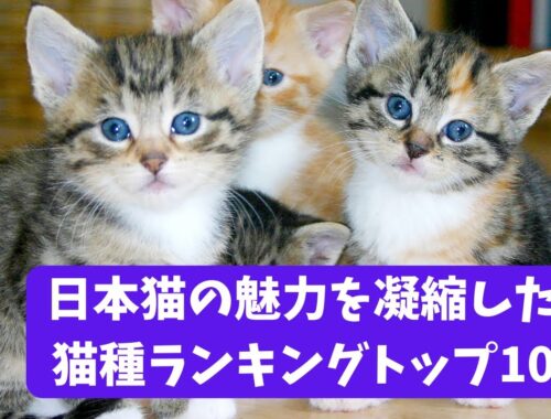 可愛さ満点！日本猫の魅力を凝縮した猫種ランキングトップ10