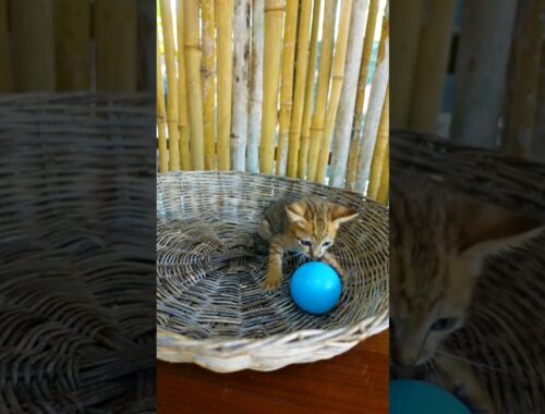 Great Kitten plays the ball #manxcat #viral #kitten #youtubeshorts