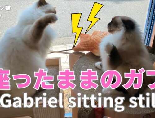 バーマン猫ラフとガブ【座ったままのガブ】Gabriel sitting still（バーマン猫）Birman/Cat