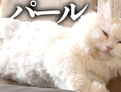 【猫ちゃん総選挙】・白猫・ラガマフィン・パールくん