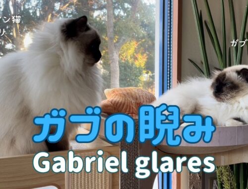 バーマン猫ウリとガブ【ガブの睨み】Gabriel glares（バーマン猫）Birman/Cat