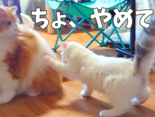新入り子猫がついに・・・【ラガマフィン】【子猫】