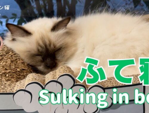 バーマン猫ミカ【ふて寝】Sulking in bed（バーマン猫）Birman/Cat