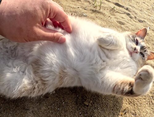 美猫のシャムミックス猫がゴロンゴロンと転がって砂浴びをする