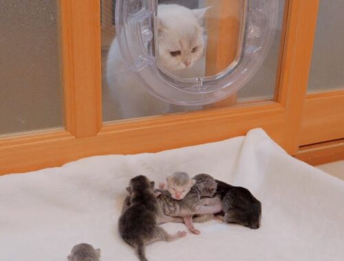 This is the father cat meeting his child for the first time through the glass.