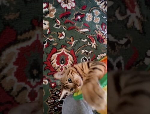 虎か豹なシンタロー🤣好奇心旺盛でイタズラ好きなよく遊ぶ賢い子🧐 #cat #ニャン #オシキャット #ベンガル #癒し動画