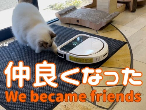 バーマン猫ラフ【仲良くなった】We became friends（バーマン猫）Birman/Cat