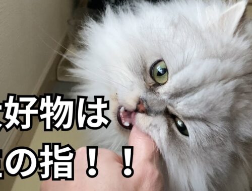 【ペルシャ猫】食いしん坊すぎて主の指を食べちゃった！？