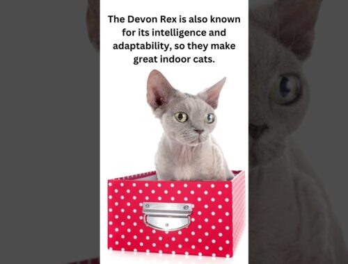 Discover the Delightful World of Devon Rex Cats: Why Owning One Could Change Your Life!  #shorts