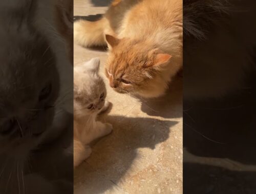 Brown cat and kitten 😱❤️??Kiss?? #shortvideo