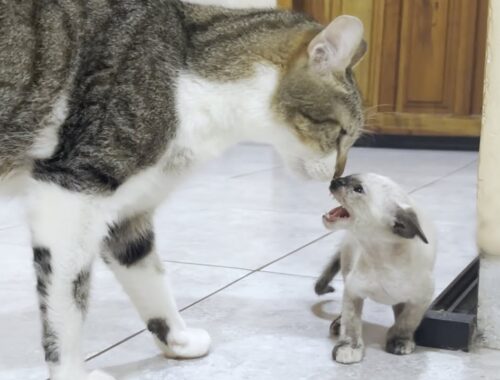 A rescued kitten suddenly approached by a big cat when she met him for the first time
