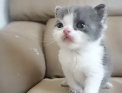 セルカークレックス子猫　2024.2.3産まれ 　ブルー＆ホワイト　　男の子　Selkirk Rex　シーダキャット猫のお店