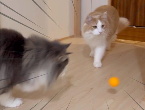 【ピンポン🏓】卓球ボールをを追いかける‼︎夢中に遊ぶもふ猫たち♡ターキッシュアンゴラとノルウェージャンフォレストキャット