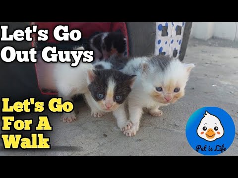 Kittens Want To Walk Out With Mother Cat But She Goes Missing