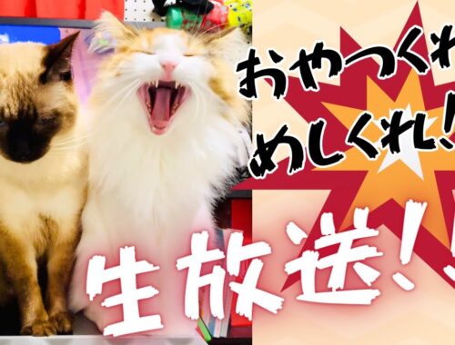 久々のちゅーるだ！保護猫＆北欧猫がカメラ前で食べたり走ったりの生放送！【シャム猫/シャムミックス＆ノルウェージャンフォレストキャット】#cat #japanesecat