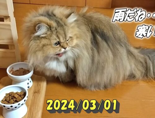 冷たい雨のため、すぐに部屋に戻ってしまうペルシャ猫のひとみです。Persian cat Hitomi's relaxing days 2023/03/01
