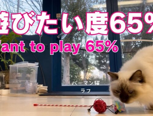 バーマン猫ミカとウリとラフ【遊びたい度65％】Want to play 65%（バーマン猫）Birman/Cat