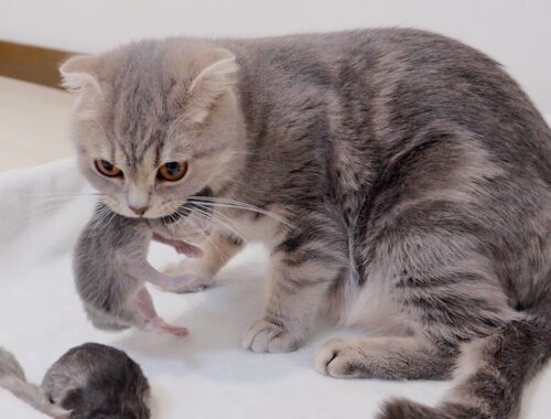 It's amazing to see a mother cat moving with her noisy kitten in her mouth!