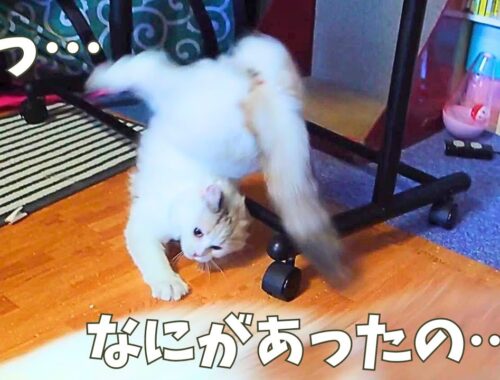 暴走する新入り子猫スフレ【ラガマフィン】【子猫】