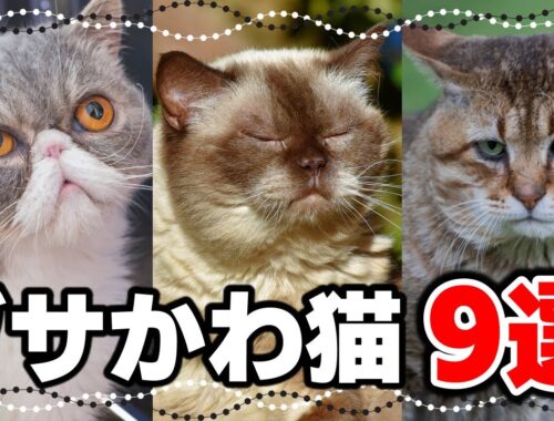 個性がキラリ☆ブサかわな猫の種類9選！鼻ペチャ・つるつる猫特集