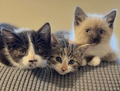 Three Timid Kittens Were Rescued From the Shelter
