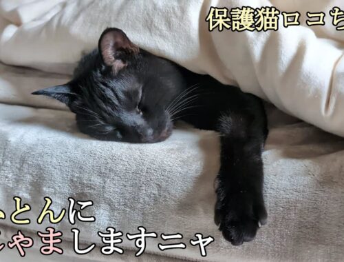 寒い日は、猫と添い寝して２度寝♪【黒猫ロコちゃん】