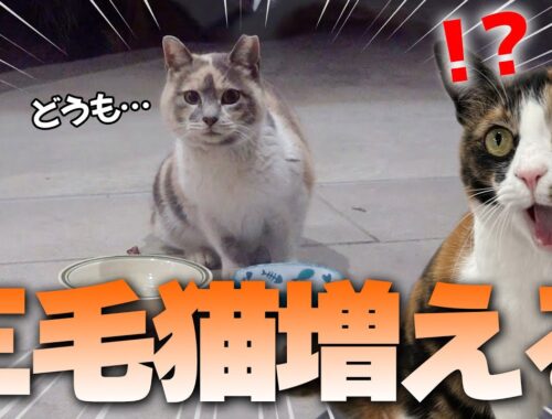 【新猫】お腹を空かせていた野良猫にご飯を用意したら、現れたのはまさかの”三毛猫”でした…！！