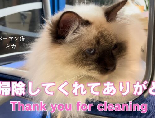 バーマン猫ミカ【お掃除してくれてありがとう】Thank you for cleaning（バーマン猫）Birman/Cat