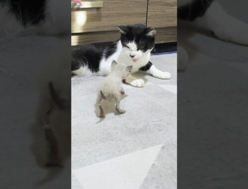 A rescued kitten surprised the resident cat upon their first meeting #shorts