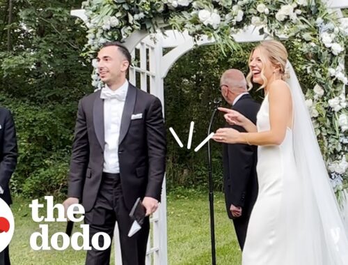 Stray Cat Crashes Couples’ Wedding | The Dodo