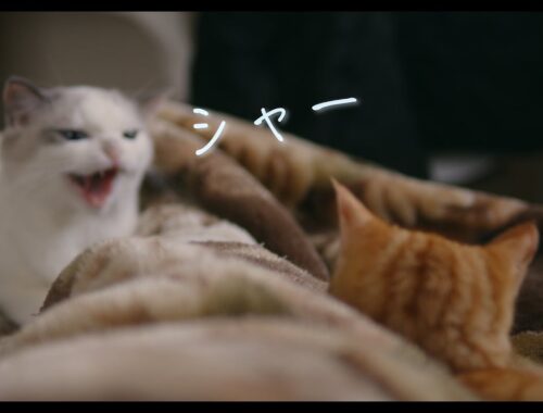 神経の図太い子猫　#猫 #ラグドール #ragdollcat