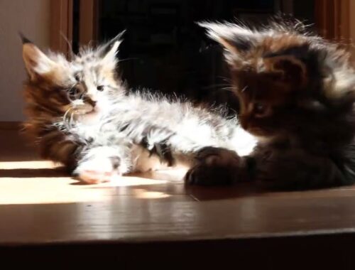日だまりの中メインクーン子猫たち