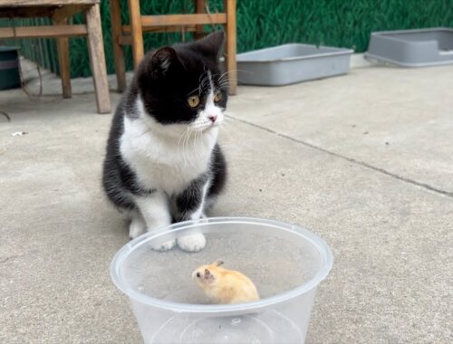 Kitten guards little mouse