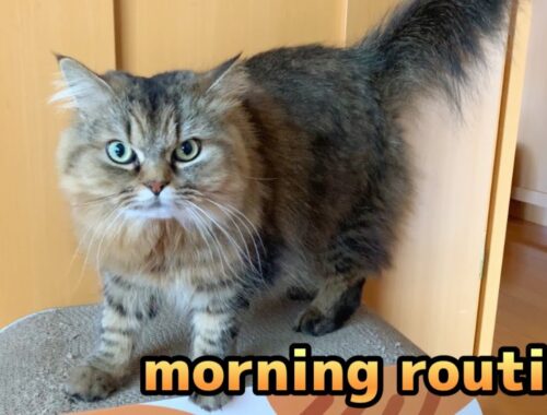 【Cat】モーニングルーティン#32/Morning Routine