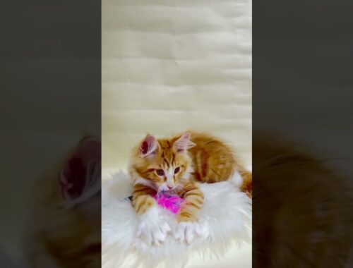 Apelsinchik is a Bright Handsome Maine Coon Who Loves Balls