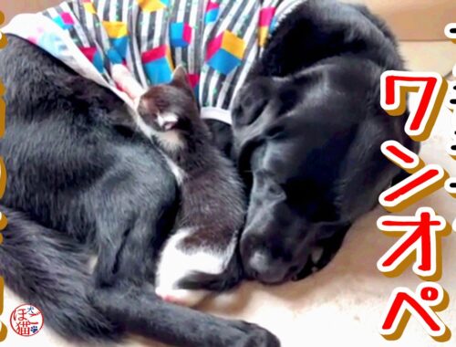 【子猫 保護 】大型犬がワンオペで育児中＋おまけコーナー