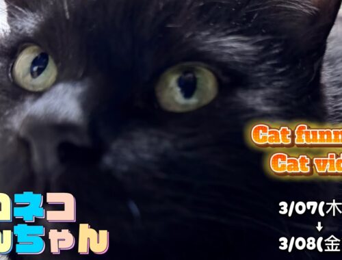 クロネコしんちゃん 3/07 4:45 Cat funny ! Cat videos ! Blackcat SHINchan 黒猫しんちゃん