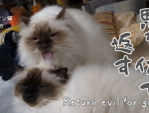 バーマン猫ミカとウリ【恩を仇で返す】Return evil for good（バーマン猫）Birman/Cat
