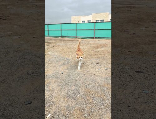brown cat walking towards camera #gulflife1 #viralvideo #shorts  #youtubeshorts #cat