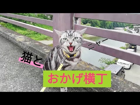 猫とおかげ横丁散策【アメリカンショートヘアー】【旅行】