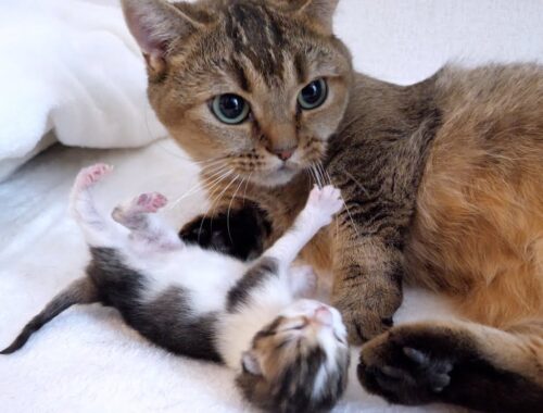 Kiki the cat has given birth to one kitten!