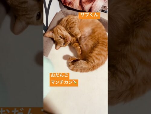お団子マンチカン🍡⁉️ サブくん💕　#マンチカン #shorts #short #munchkin #cat #cats #shortvideo #shortcat