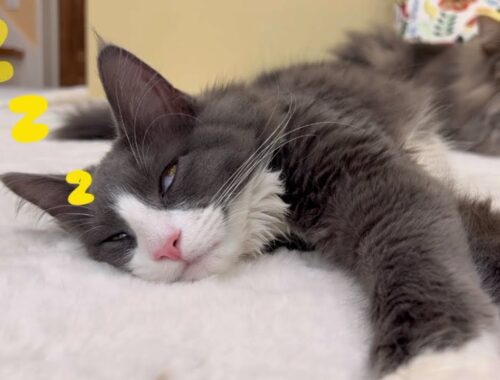 【爆睡w】生後約半年の子猫ターキッシュアンゴラの爆睡するまでが可愛すぎた💖🥹