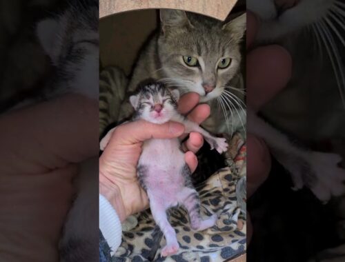 Mother cat wants her Kitten back.