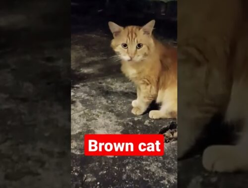 Brown Cat Was Looking on me
