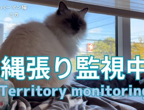 バーマン猫ミカ【縄張り監視中】Territory monitoring（バーマン猫）Birman/Cat