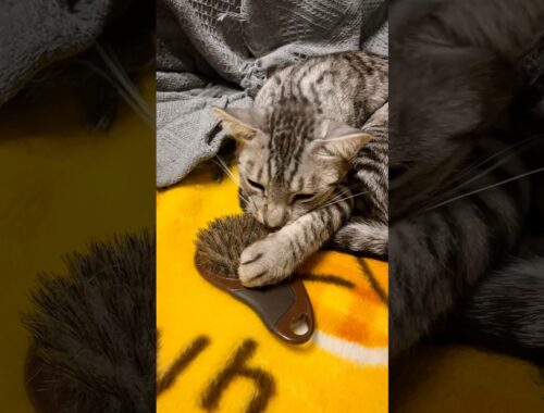 猫用ブラシを構うお手手が可愛い😍ユキオ#cat #ニャン #オシキャット #ベンガル #癒し動画